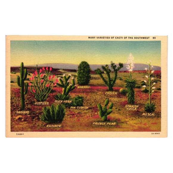 Vintage 1950s Postcard Varieties Of Cacti Of The Southwest Desert Scene Linen - Picture 1 of 2